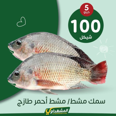 hmlatna-oaarodna-koy-odafy-big-1