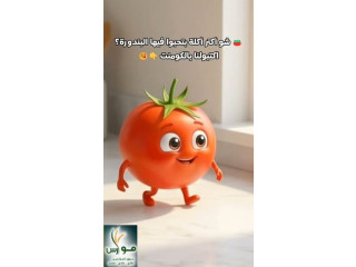 كيلو البندورة بـ 1 شيقل فقط!