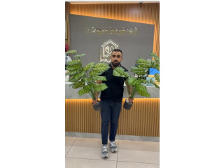 Artificial Plants