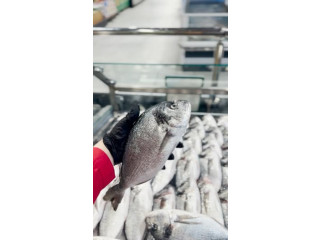 Fresh Fish