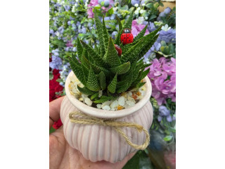 Decorative Potted Plant