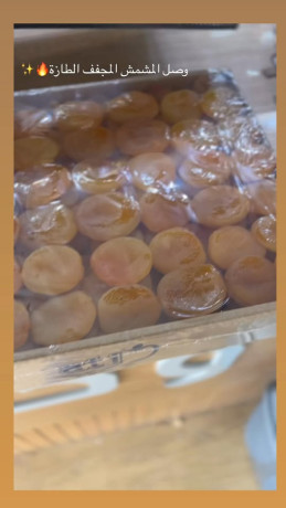 tmr-ohlo-almshmsh-almgff-big-0