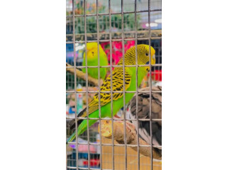 Colorful Budgerigar Parrots