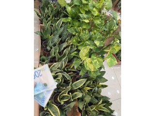 Indoor Plants