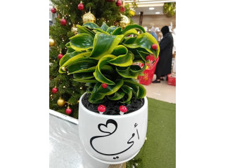 مطلووووب ثلاث أمهات خلال 90دقيقة