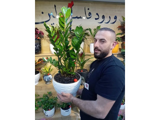 نباتات طبيعية