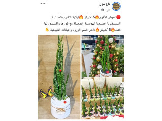 نبتة السنسفيريا الطبيعية الهولندية المجدلة مع قوارها واكسسواراته