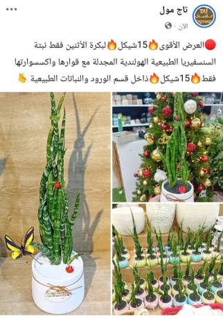 nbt-alsnsfyrya-altbyaay-alholndy-almgdl-maa-koarha-oakssoarath-big-0