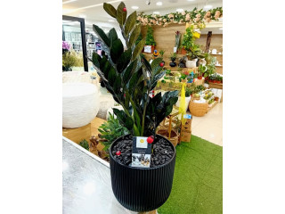 نبتة الزاميا السوداء الطبيعية الهولندية