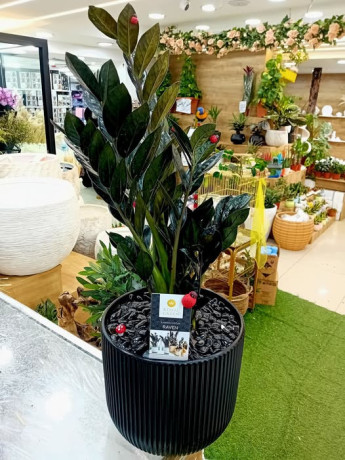 nbt-alzamya-alsodaaa-altbyaay-alholndy-big-0