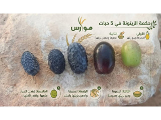 حكمة الزيتونة في 5 حبات