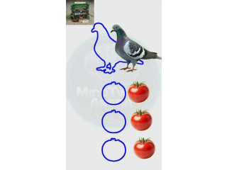 تحدّي سوق موارس