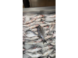 المشهداوي بلس للادوات المنزلية