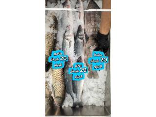 أسماك طازجة