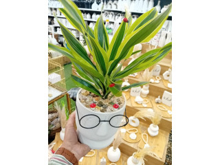 تجهيزات عمدار الساعة كرمال محبين النباتات الطبيعية الهولندية