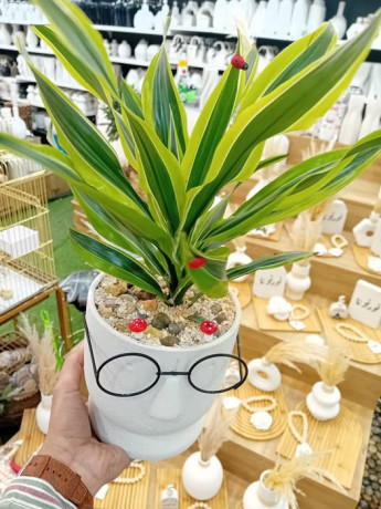 tghyzat-aamdar-alsaaa-krmal-mhbyn-alnbatat-altbyaay-alholndy-big-0