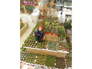 تشكيلة صبار هولندي طبيعي