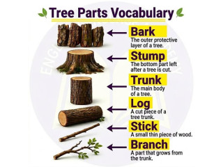 Tree Parts Vocabulary