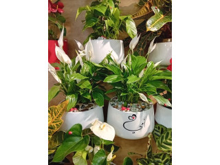 Decorative Potted Plants