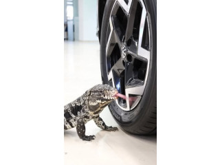Lizard by Car Wheel